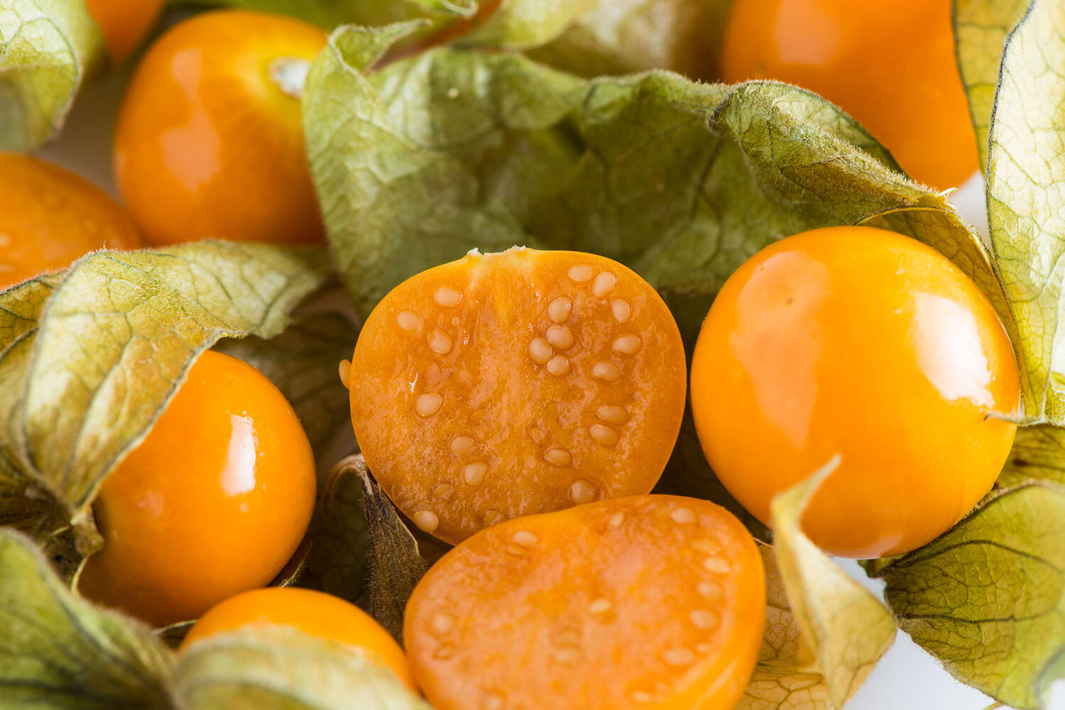 Physalis stuk 2